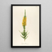 Description of Rare Cultivated Plants at Malmaison and Navarre Pl44 - Pierre Joseph Redouté — framed artwork on a wall