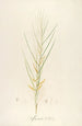 Description of rare cultivated plants at Malmaison and Navarre Pl45 - Pierre Joseph Redouté — artwork view
