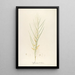 Description of rare cultivated plants at Malmaison and Navarre Pl45 - Pierre Joseph Redouté — framed artwork on a wall