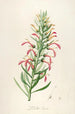 Description of rare cultivated plants at Malmaison and Navarre Pl46 - Pierre Joseph Redouté — artwork view
