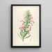 Description of rare cultivated plants at Malmaison and Navarre Pl46 - Pierre Joseph Redouté — framed artwork on a wall