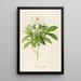 Description of Rare Cultivated Plants at Malmaison and Navarre Pl47 - Pierre Joseph Redouté — framed artwork on a wall