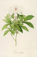 Description of Rare Cultivated Plants at Malmaison and Navarre Pl47 - Pierre Joseph Redouté — artwork view
