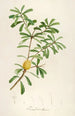Description of rare cultivated plants at Malmaison and Navarre Pl48 - Pierre Joseph Redouté — artwork view