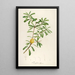 Description of rare cultivated plants at Malmaison and Navarre Pl48 - Pierre Joseph Redouté — framed artwork on a wall