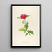 Description of rare cultivated plants at Malmaison and Navarre Pl49 - Pierre Joseph Redouté — framed artwork on a wall