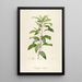 Description of Rare Cultivated Plants at Malmaison and Navarre Pl50 - Pierre Joseph Redouté — framed artwork on a wall