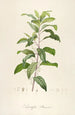 Description of Rare Cultivated Plants at Malmaison and Navarre Pl50 - Pierre Joseph Redouté — artwork view