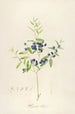 Description of rare cultivated plants at Malmaison and Navarre Pl51 - Pierre Joseph Redouté — artwork view