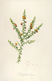 Description of rare cultivated plants at Malmaison and Navarre Pl52 - Pierre Joseph Redouté — artwork view