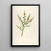 Description of rare cultivated plants at Malmaison and Navarre Pl52 - Pierre Joseph Redouté — framed artwork on a wall