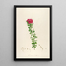 Description of rare cultivated plants at Malmaison and Navarre Pl53 - Pierre Joseph Redouté — framed artwork on a wall