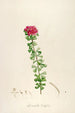 Description of rare cultivated plants at Malmaison and Navarre Pl53 - Pierre Joseph Redouté — artwork view