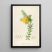 Description of rare cultivated plants at Malmaison and Navarre Pl54 - Pierre Joseph Redouté — framed artwork on a wall