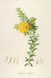 Description of rare cultivated plants at Malmaison and Navarre Pl54 - Pierre Joseph Redouté — artwork view