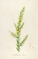 Description of Rare Cultivated Plants at Malmaison and Navarre Pl55 - Pierre Joseph Redouté — artwork view