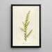 Description of Rare Cultivated Plants at Malmaison and Navarre Pl55 - Pierre Joseph Redouté — framed artwork on a wall