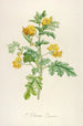 Description of Rare Cultivated Plants at Malmaison and Navarre Pl56 - Pierre Joseph Redouté — artwork view