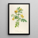 Description of Rare Cultivated Plants at Malmaison and Navarre Pl56 - Pierre Joseph Redouté — framed artwork on a wall