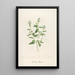 Description of rare cultivated plants at Malmaison and Navarre Pl57 - Pierre Joseph Redouté — framed artwork on a wall