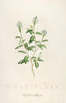 Description of rare cultivated plants at Malmaison and Navarre Pl57 - Pierre Joseph Redouté — artwork view
