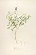 Description of Rare Cultivated Plants at Malmaison and Navarre Pl58 - Pierre Joseph Redouté — artwork view