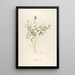 Description of Rare Cultivated Plants at Malmaison and Navarre Pl58 - Pierre Joseph Redouté — framed artwork on a wall