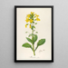 Description of rare cultivated plants at Malmaison and Navarre Pl60 - Pierre Joseph Redouté — framed artwork on a wall