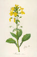 Description of rare cultivated plants at Malmaison and Navarre Pl60 - Pierre Joseph Redouté — artwork view