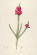 Description of rare cultivated plants at Malmaison and Navarre Pl61 - Pierre Joseph Redouté — artwork view