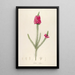 Description of rare cultivated plants at Malmaison and Navarre Pl61 - Pierre Joseph Redouté — framed artwork on a wall