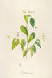 Description of rare cultivated plants at Malmaison and Navarre Pl62 - Pierre Joseph Redouté — artwork view