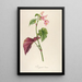 Description of Rare Cultivated Plants at Malmaison and Navarre Pl63 - Pierre Joseph Redouté — framed artwork on a wall