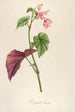 Description of Rare Cultivated Plants at Malmaison and Navarre Pl63 - Pierre Joseph Redouté — artwork view
