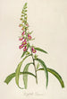 Description of rare cultivated plants at Malmaison and Navarre Pl64 - Pierre Joseph Redouté — artwork view