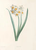 La botanique de J J Rousseau Pl 05 - Pierre Joseph Redouté — artwork view