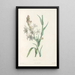 La botanique de J J Rousseau Pl 06 - Pierre Joseph Redouté — framed artwork on a wall