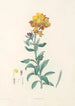 La botanique de J J Rousseau Pl 08 - Pierre Joseph Redouté — artwork view