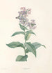 La botanique de J J Rousseau Pl 09 - Pierre Joseph Redouté — artwork view