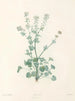 Das botanische J. J. Rousseau Pl 10 - Pierre-Joseph Redouté — Ansicht des Kunstwerks