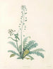 La botanique de J. J. Rousseau Pl 13 - Pierre-Joseph Redouté — Ansicht des Kunstwerks