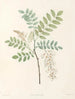 La botanique de J. J. Rousseau Pl 18 - Pierre-Joseph Redouté — Ansicht des Kunstwerks