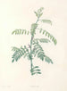 La botanique de J. J. Rousseau Pl 19 - Pierre-Joseph Redouté — Ansicht des Kunstwerks