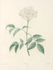 La botanique de J. J. Rousseau Pl 33 - Pierre-Joseph Redouté — Ansicht des Kunstwerks