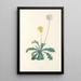 La botanique de J J Rousseau Pl 35 - Pierre Joseph Redouté — gerahmtes Bild an der Wand