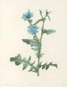Das botanische J. J. Rousseau Pl 36 - Pierre-Joseph Redouté — Ansicht des Kunstwerks