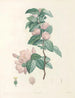 La botanica di J. J. Rousseau Pl 40 - Pierre-Joseph Redouté — vista dell’opera