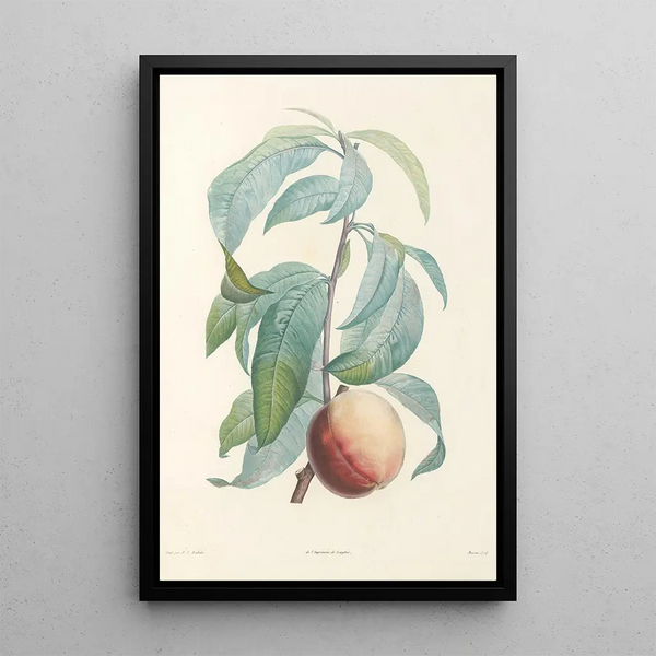 La botanique de J J Rousseau Pl 46 - Pierre Joseph Redouté — gerahmtes Bild an der Wand