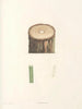 La botanique de J. J. Rousseau Pl 50 - Pierre-Joseph Redouté — Ansicht des Kunstwerks