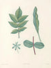 La botanique de J. J. Rousseau Pl 51 - Pierre-Joseph Redouté — Ansicht des Kunstwerks